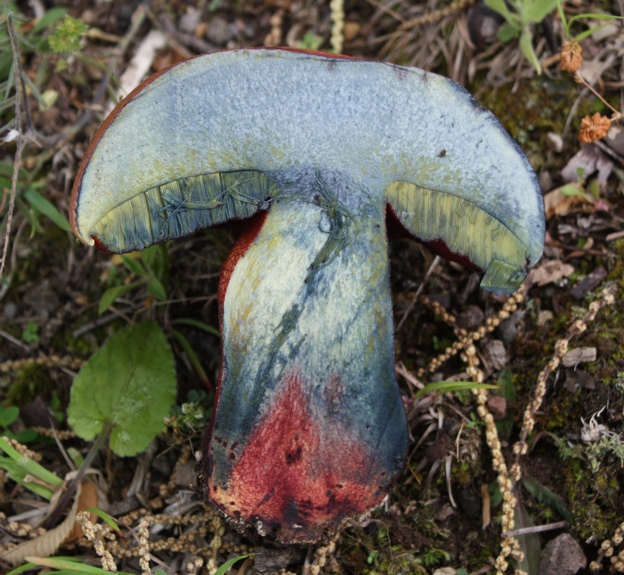 Boletus luridus?